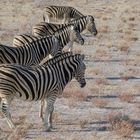 Zebras in line