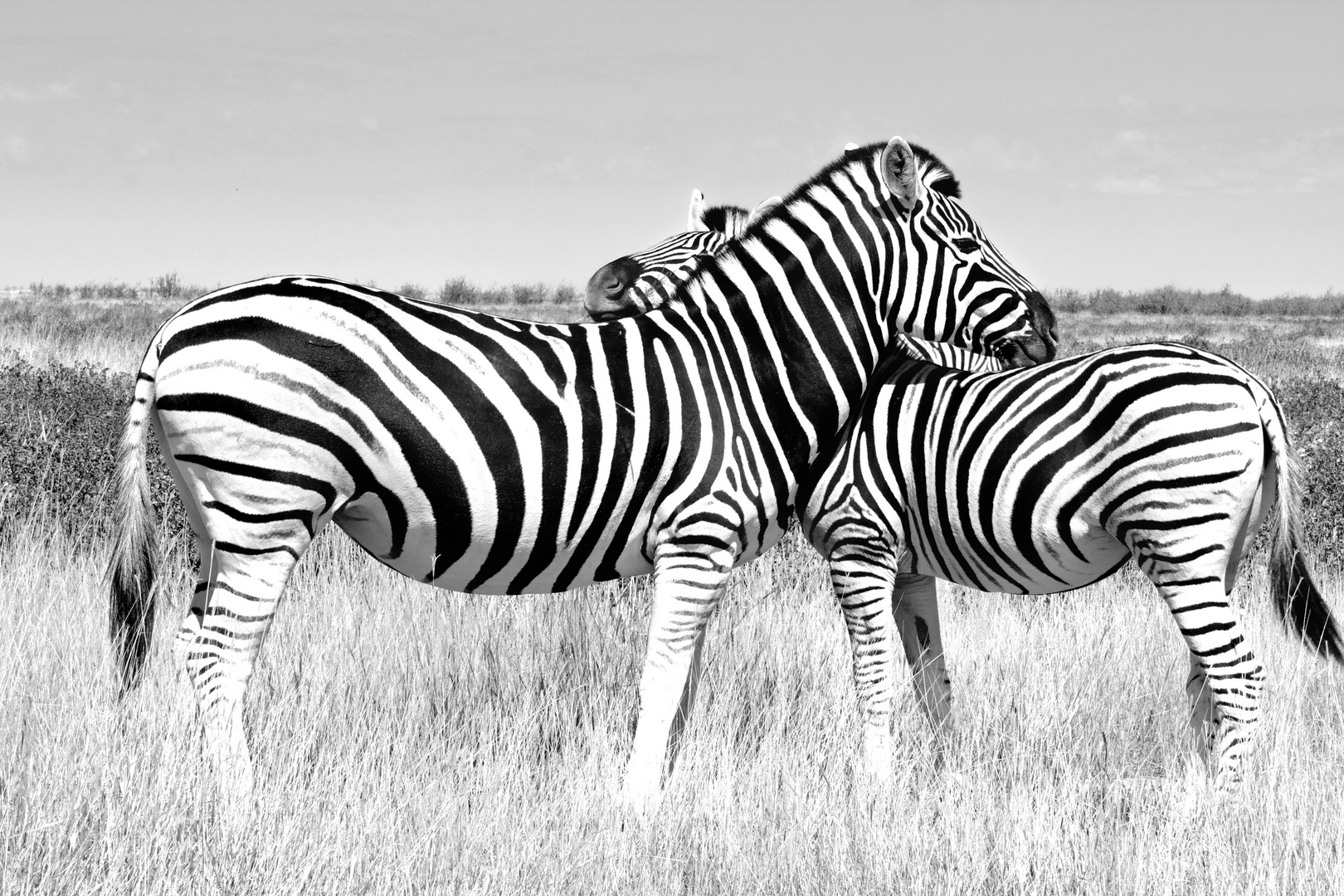 Zebras in Love