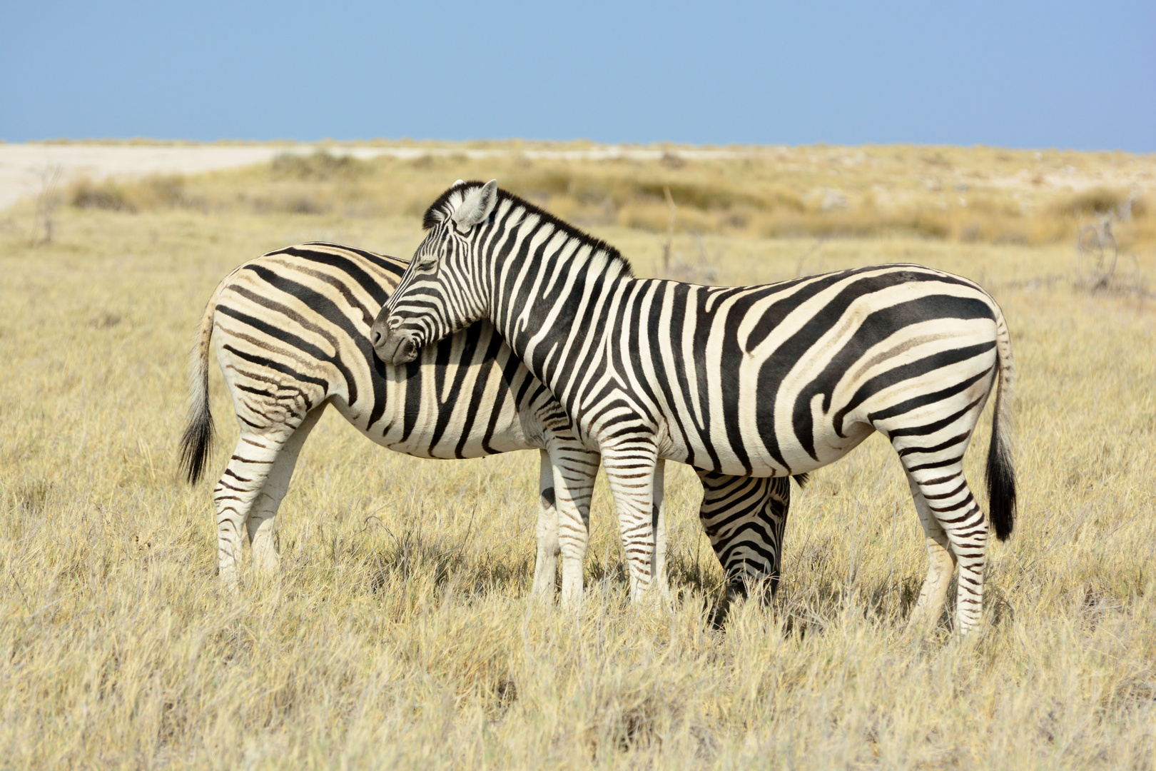 Zebras in love