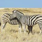 Zebras in love