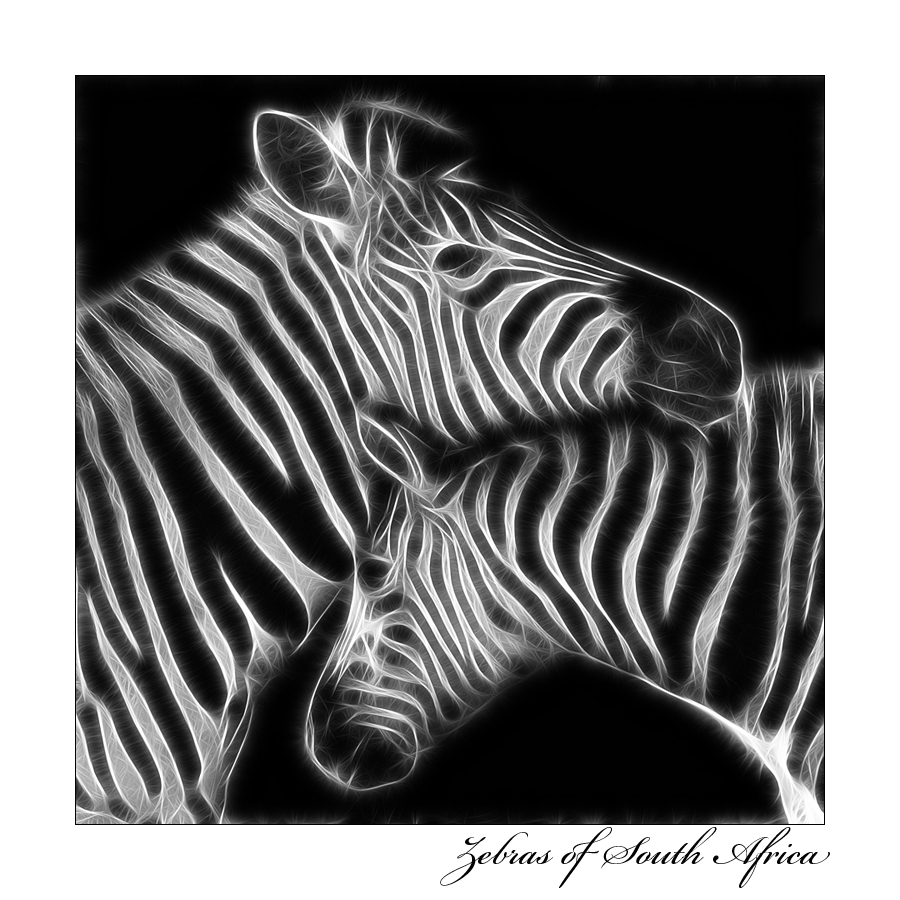 Zebras In Love