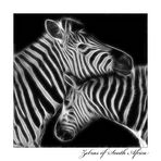 Zebras In Love