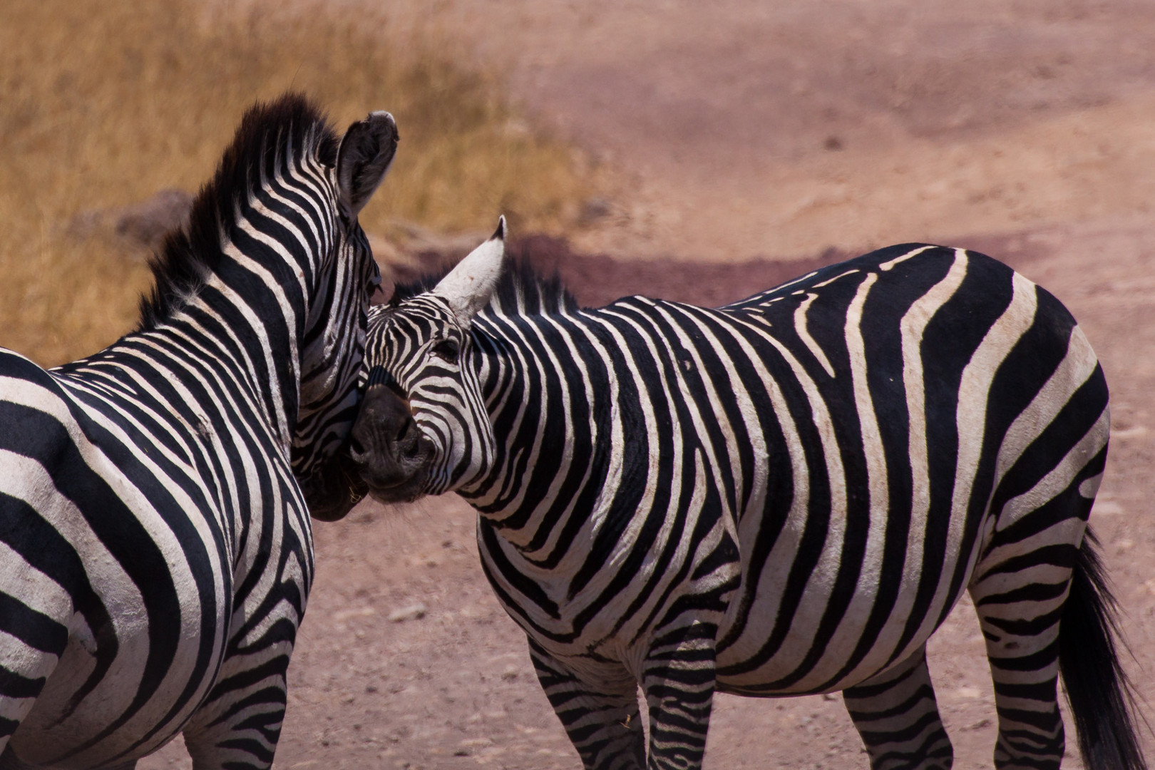 Zebras in Love