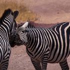 Zebras in Love