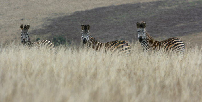 zebras in malawi