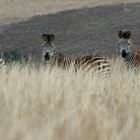 zebras in malawi
