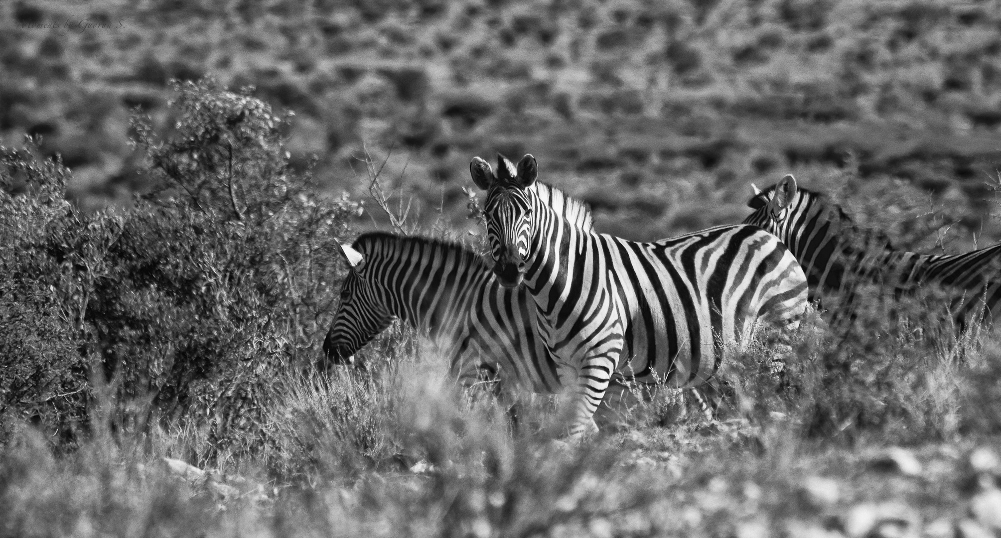 Zebras in Namibia