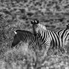 Zebras in Namibia