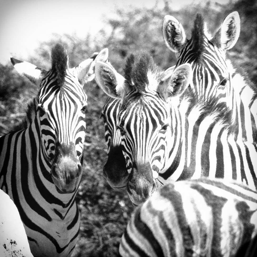 Zebras in Namibia