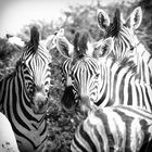 Zebras in Namibia