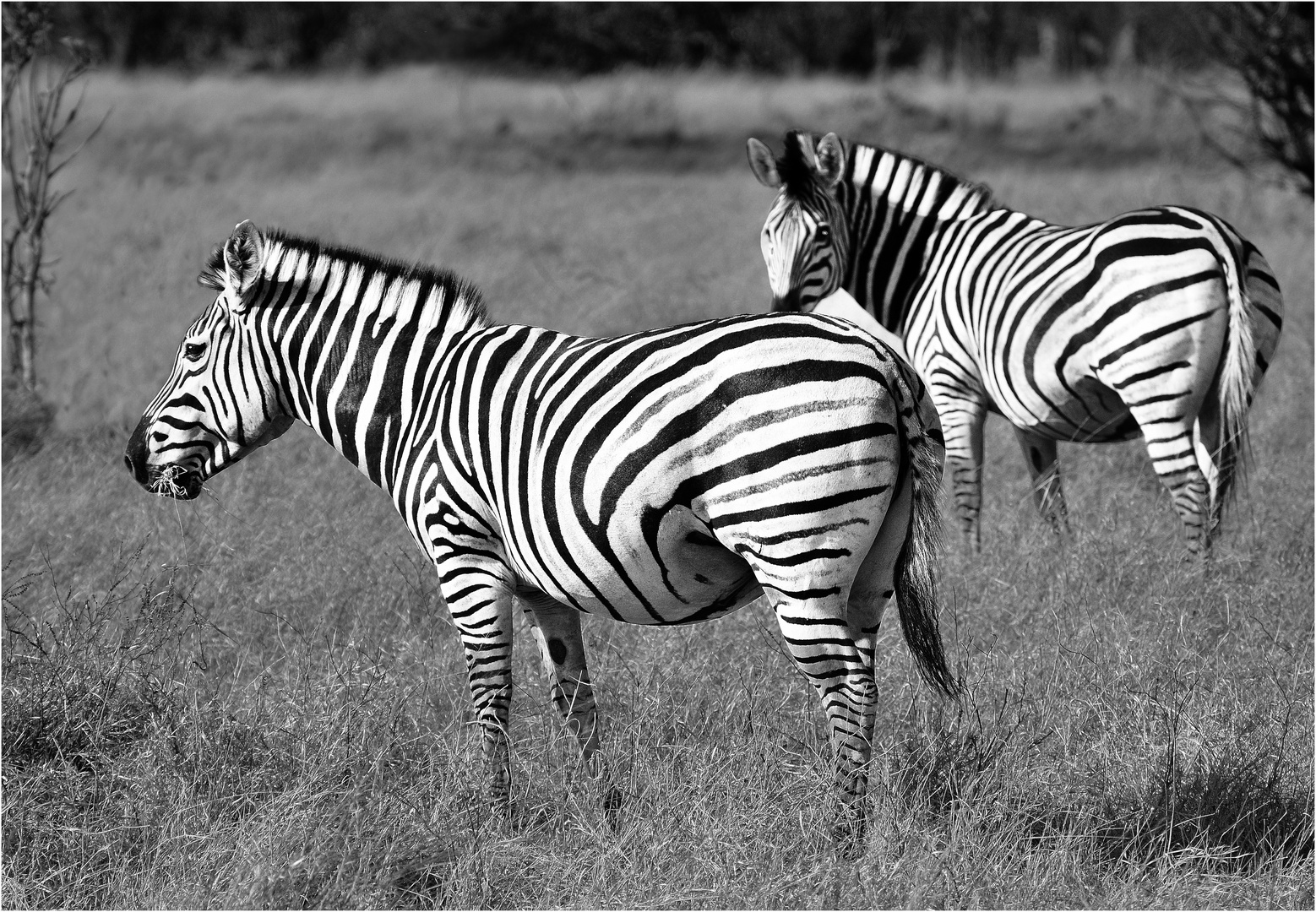 Zebras in Namibia Foto & Bild tiere, wildlife, zebra Bilder auf