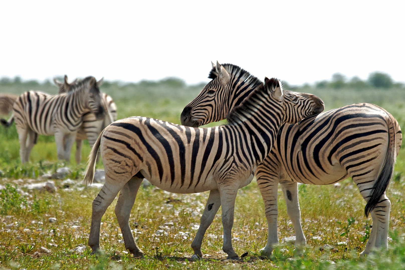 zebras in namibia