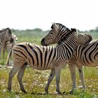 zebras in namibia