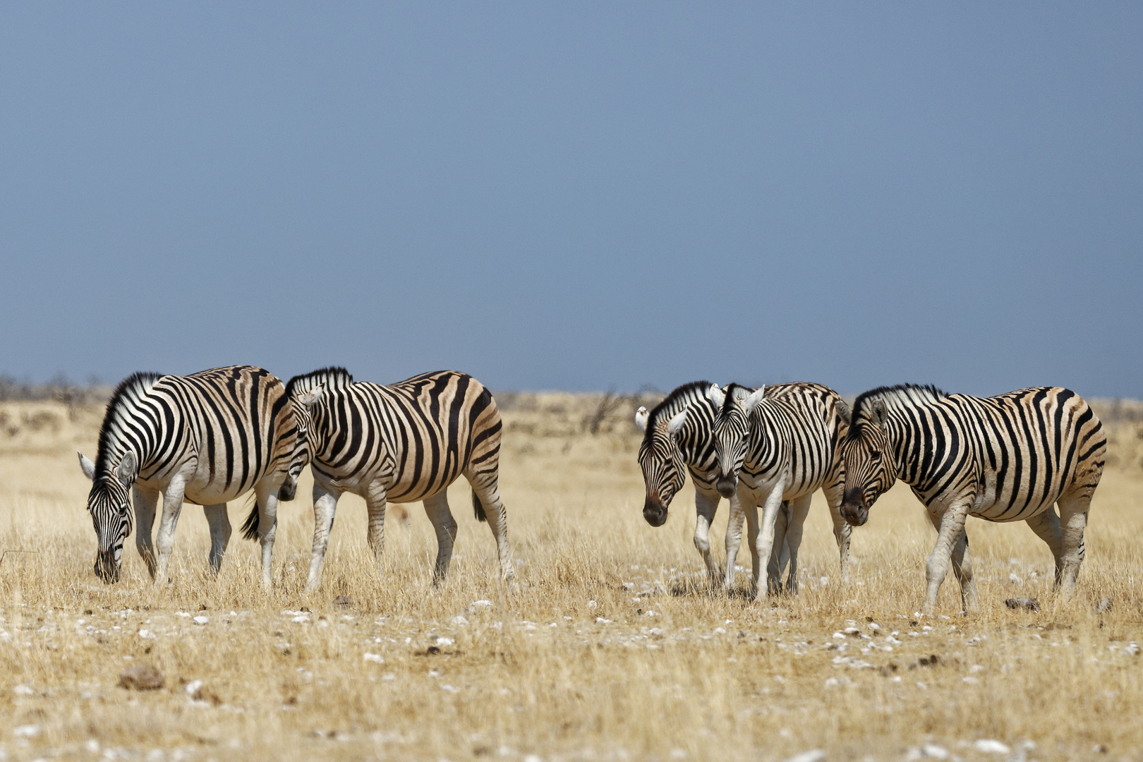 Zebras in Nebrownii_1