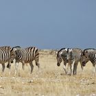 Zebras in Nebrownii_1