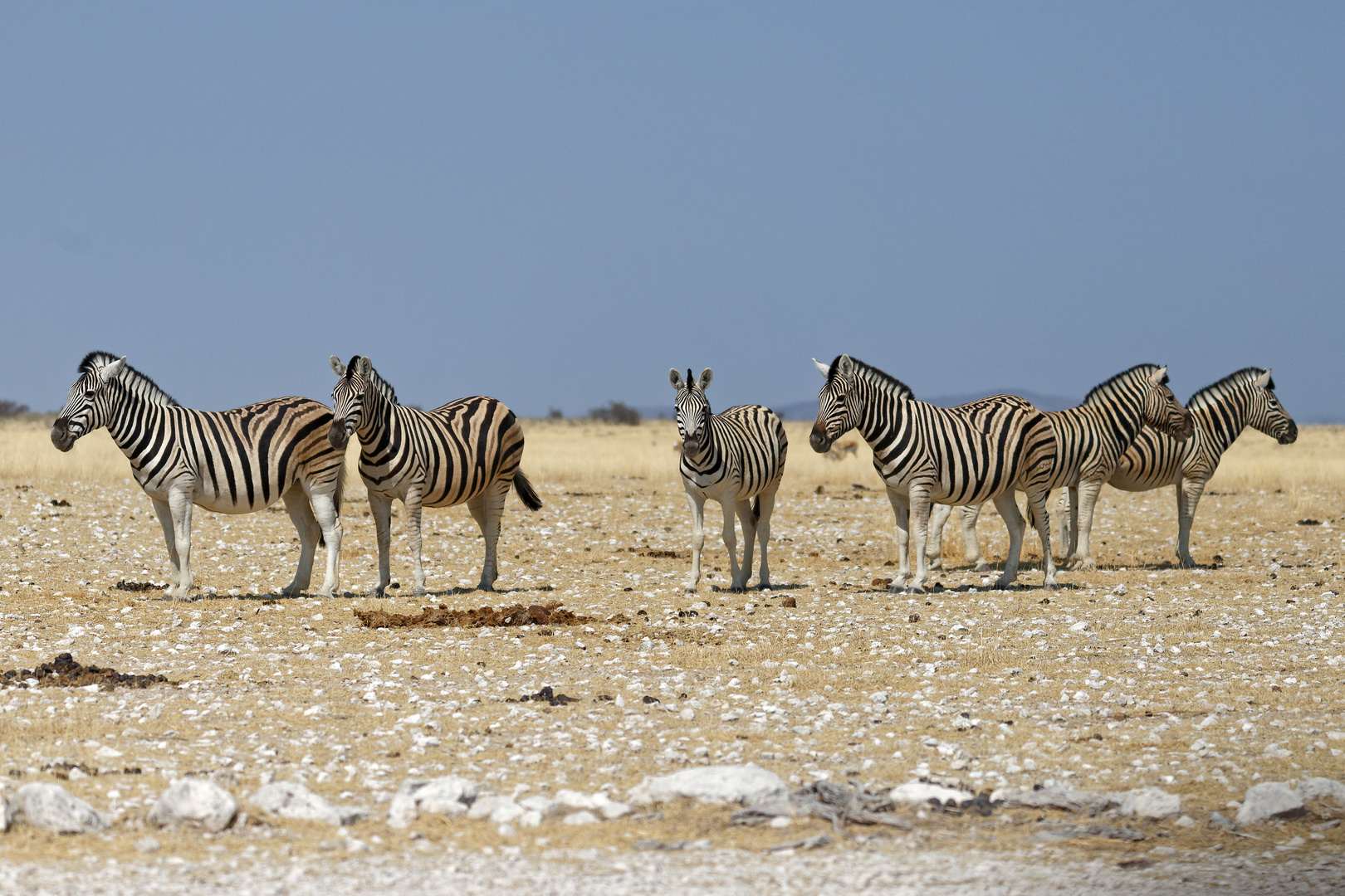 Zebras in Nebrownii_2