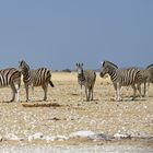 Zebras in Nebrownii_2