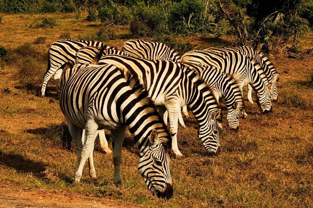 Zebras in reih und glied