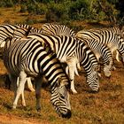 Zebras in reih und glied