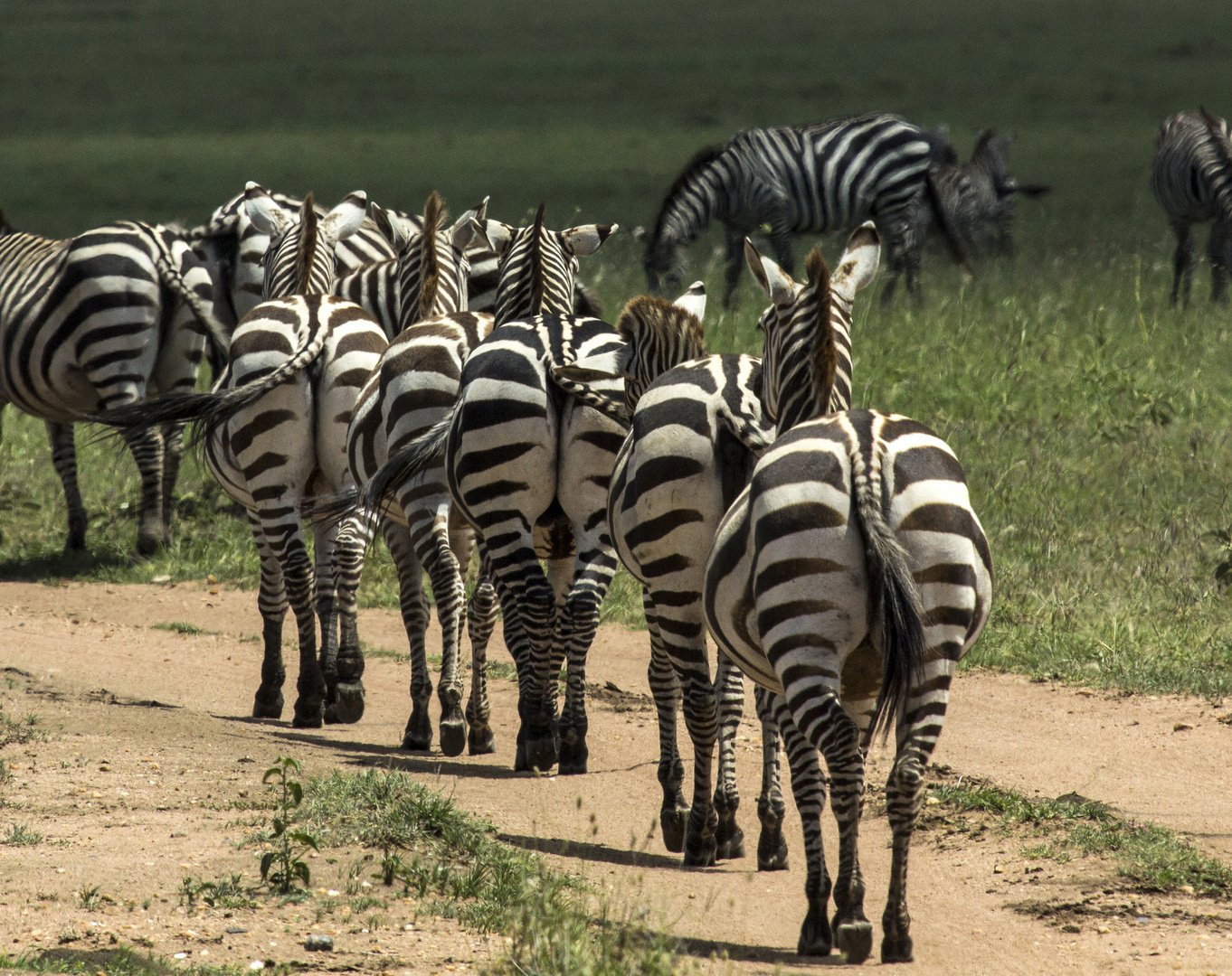 Zebras in Reihe