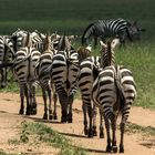 Zebras in Reihe