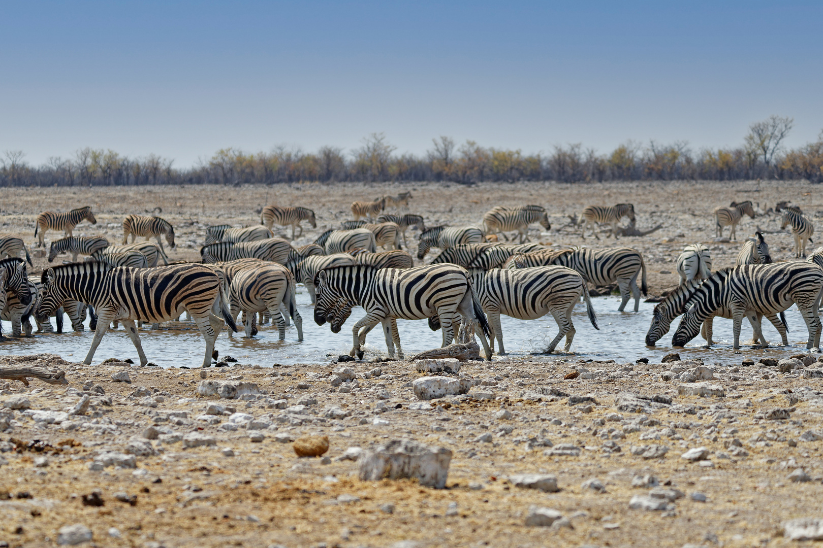 Zebras in Rietfontein_3