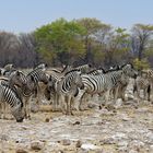 Zebras in Rietfontein_5