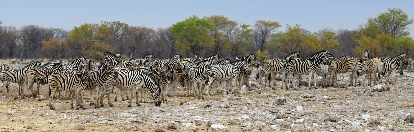 Zebras in Rietfontein_5