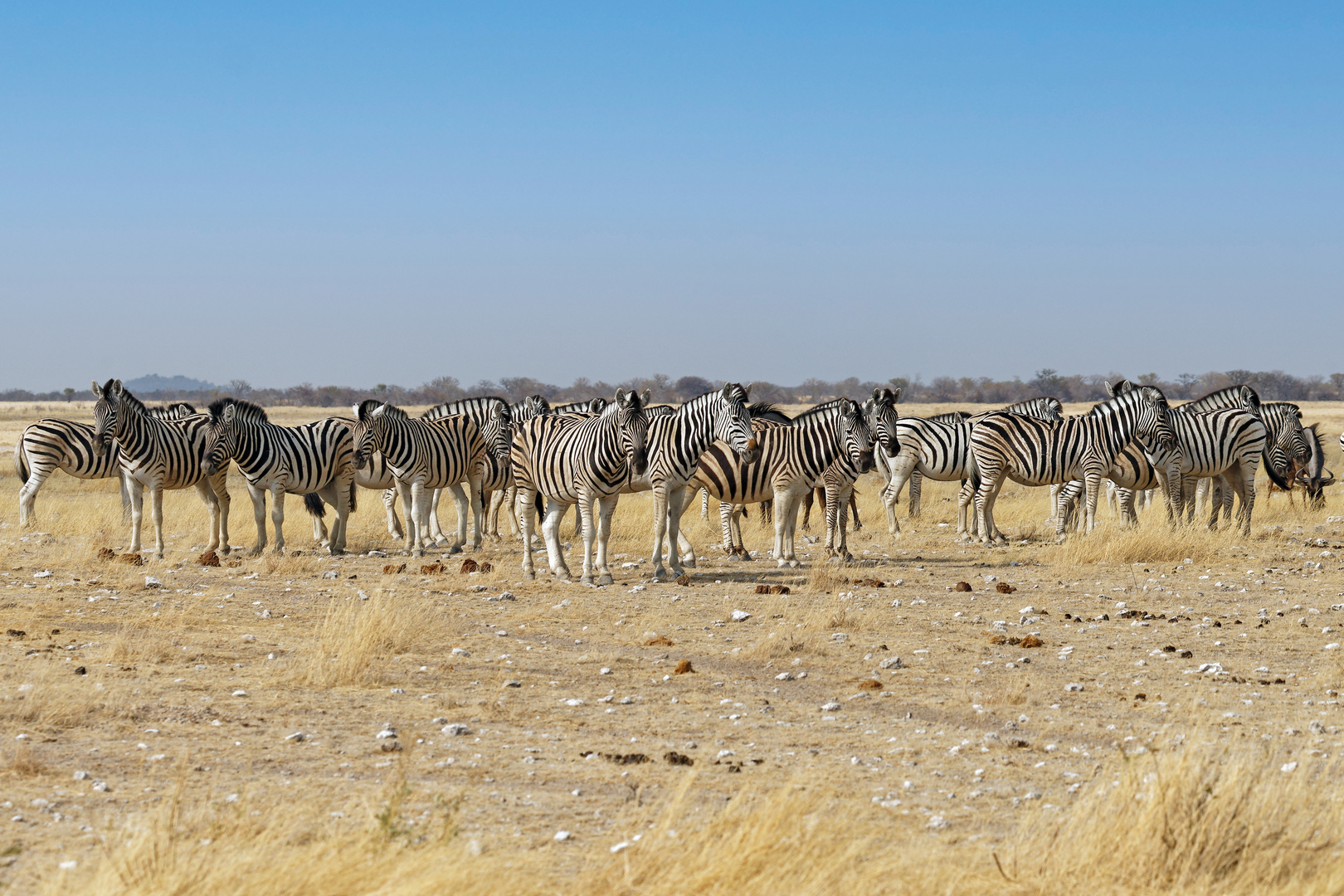 Zebras in Rietfontein_6