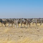 Zebras in Rietfontein_6