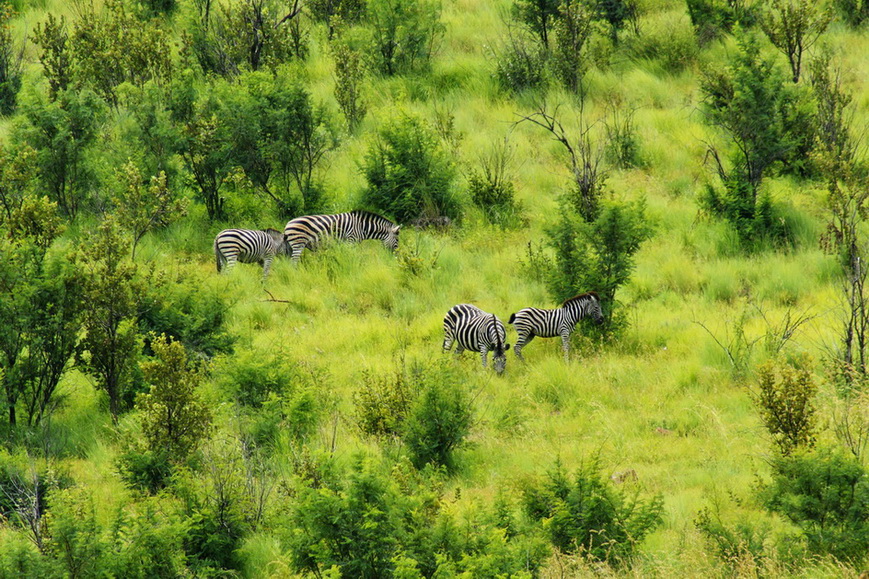 Zebras in saftig grüner Savannenlandschaft