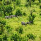 Zebras in saftig grüner Savannenlandschaft