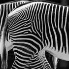 Zebras in Schwarz-Weiß