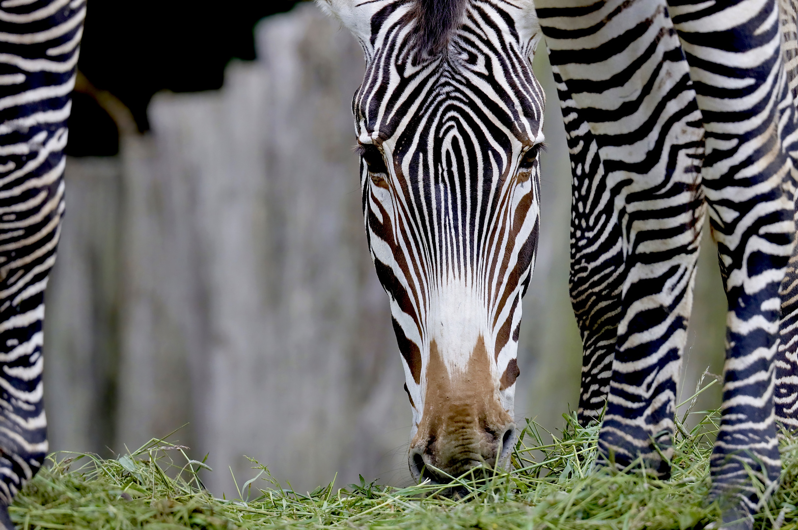 Zebras in Schwerin