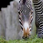 Zebras in Schwerin