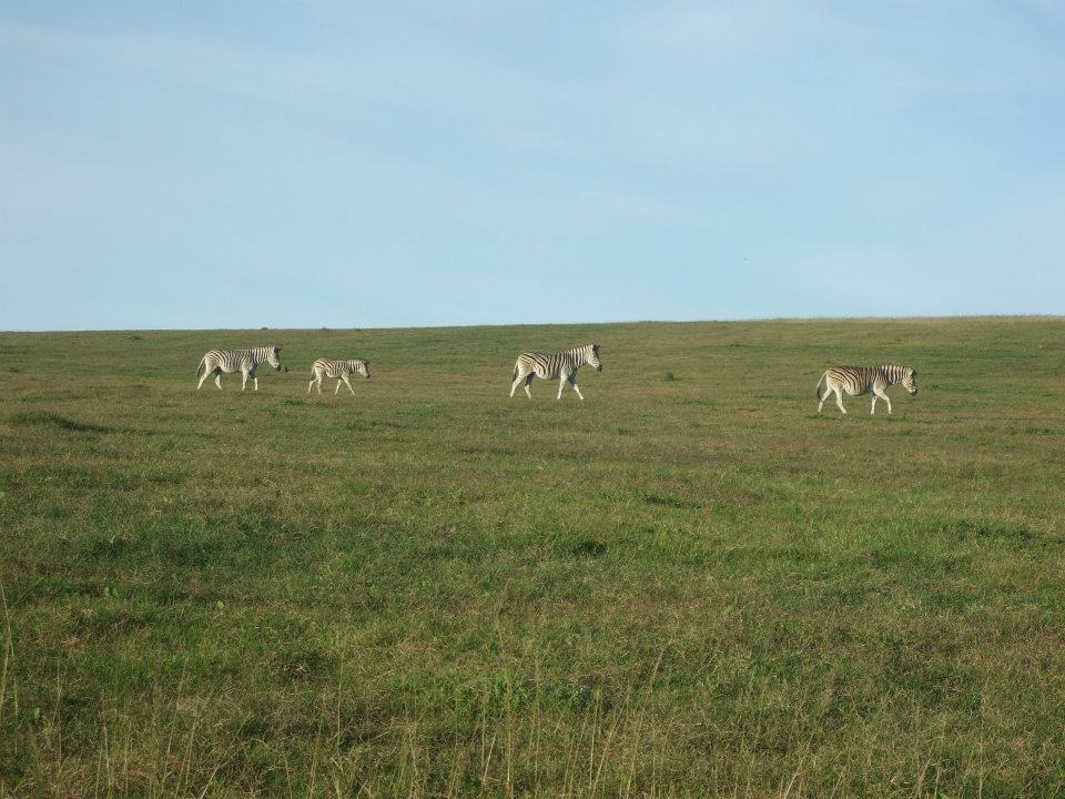 Zebras in Südafrika