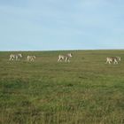 Zebras in Südafrika