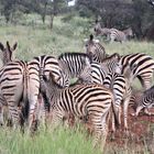 Zebras in Südafrika