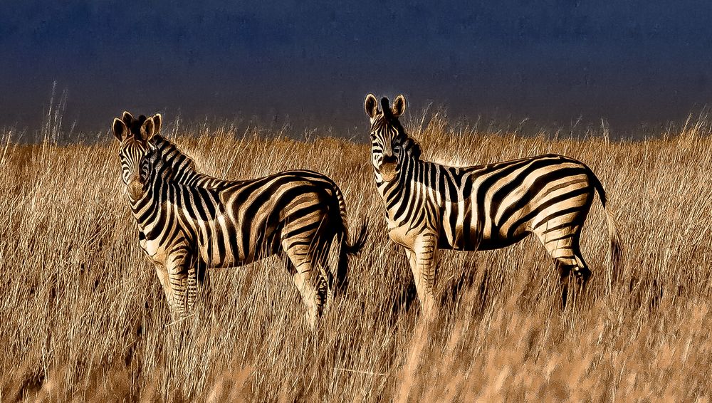 Zebras in Südafrika