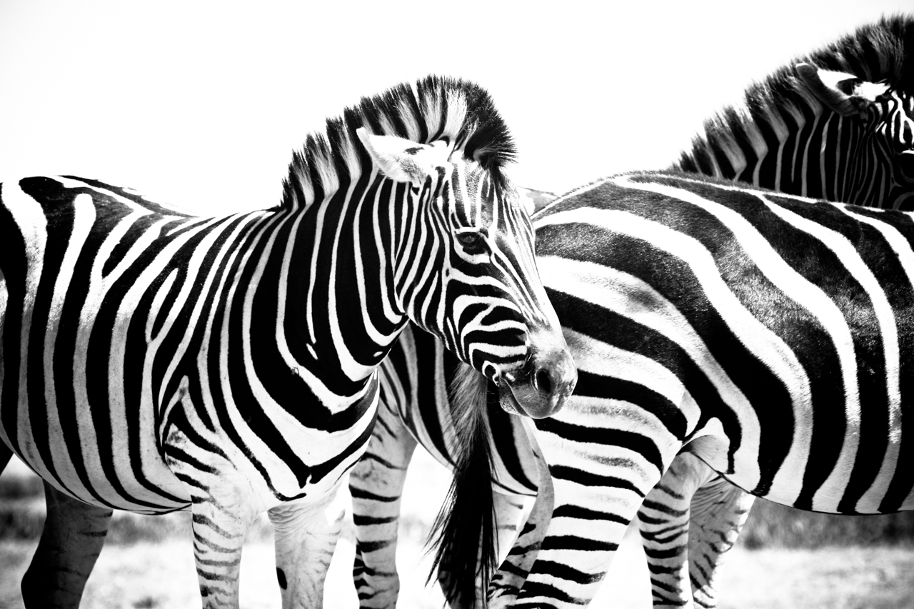 Zebras in Südafrika