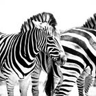 Zebras in Südafrika