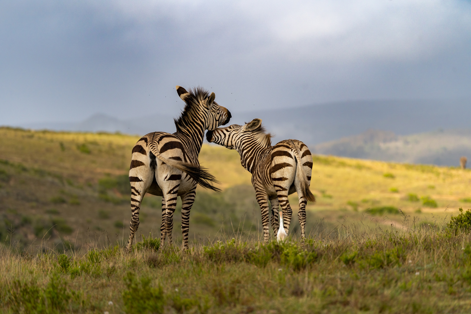 Zebras in Südafrika