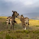 Zebras in Südafrika