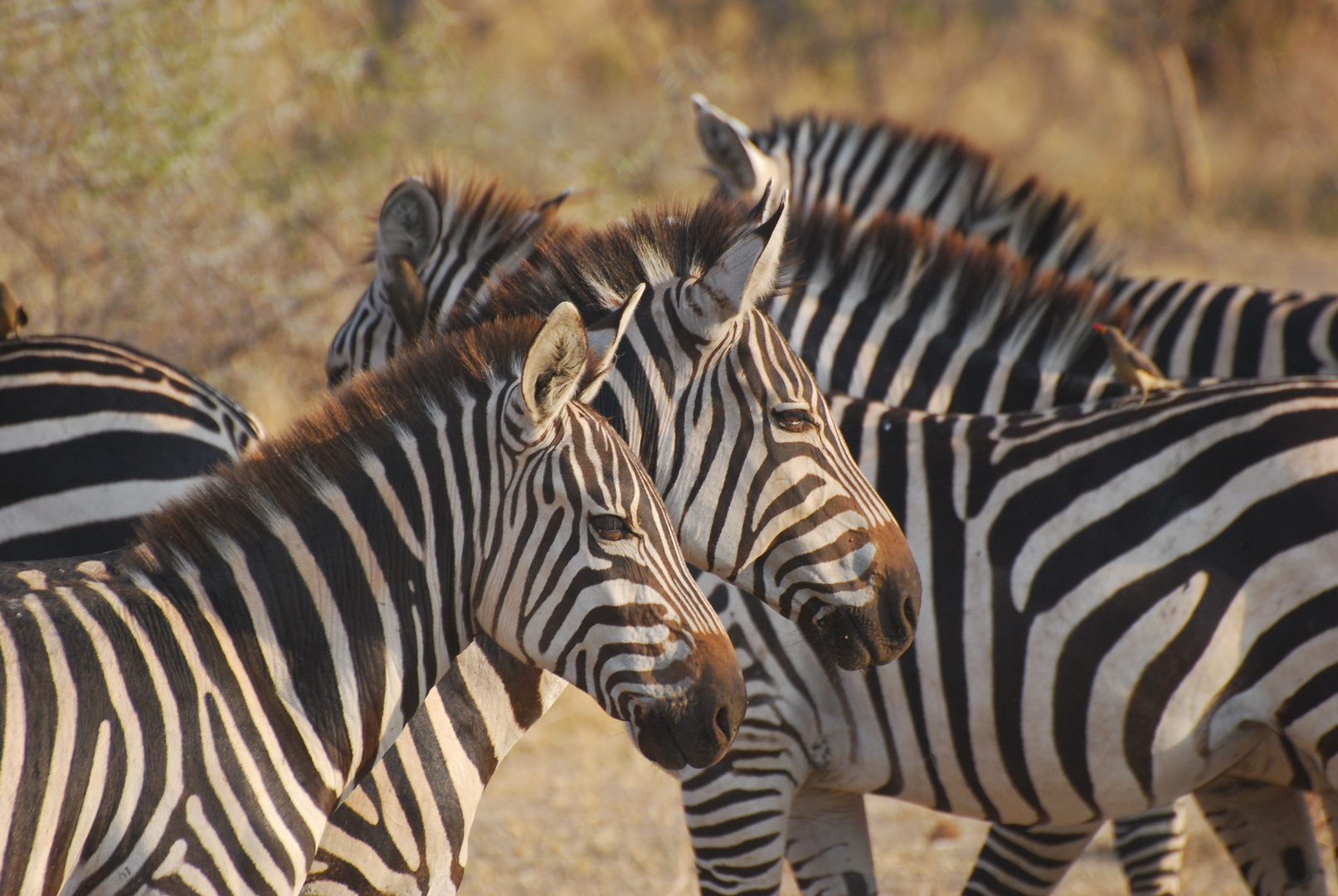 Zebras in Tansania