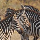 Zebras in Tansania