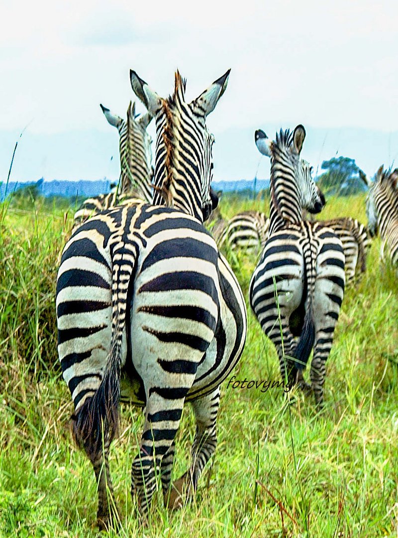 Zebras in Tansania