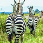 Zebras in Tansania