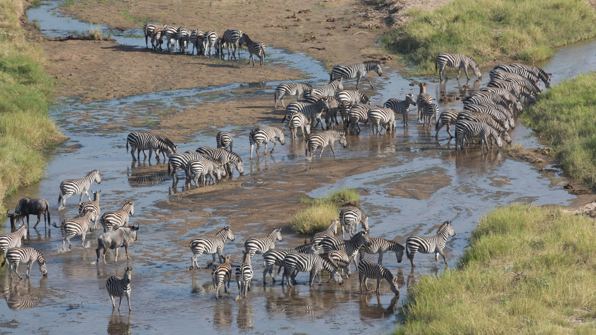 Zebras in Tanzania