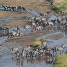 Zebras in Tanzania