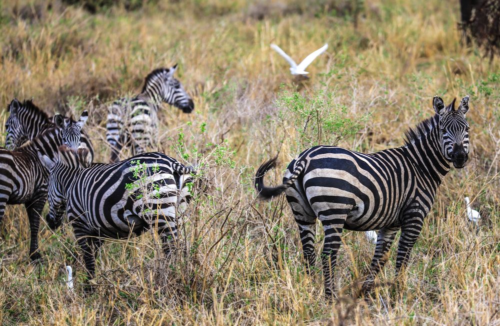 Zebras in Tarangire